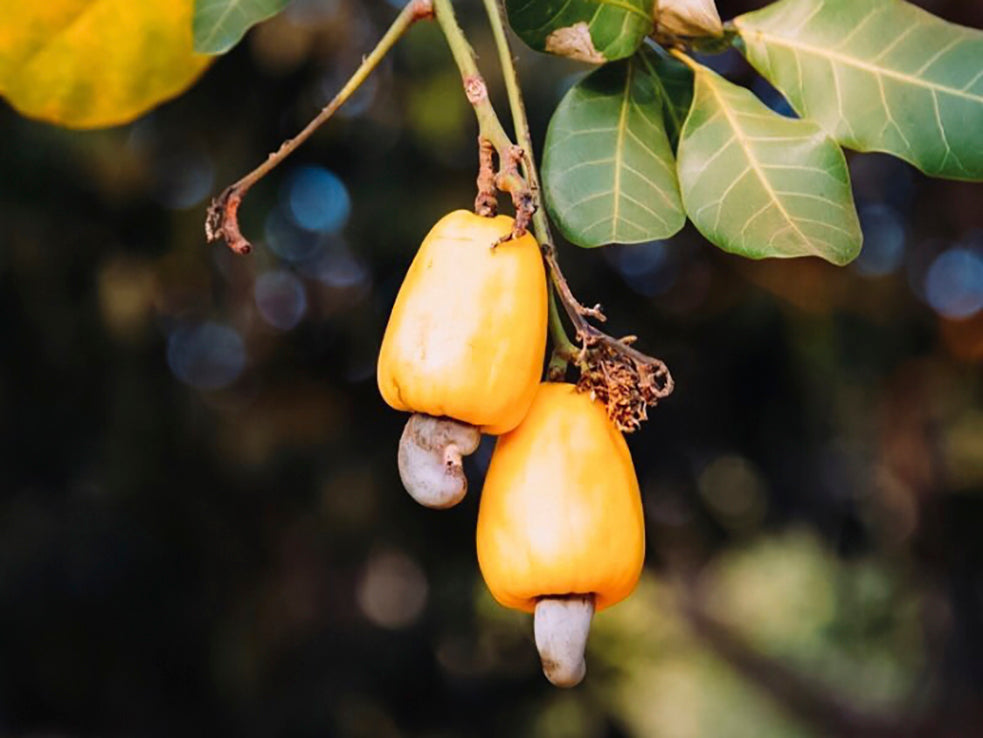 That’s why we source cashews from growers like Tolaro Global and pecans from Miller Pecan Company. They treat the land, and the people who tend to it, with the respect and care they deserve. 