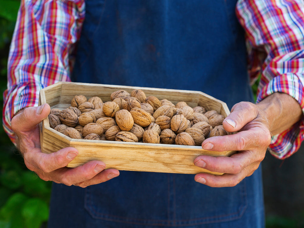 Farmer holding bin of walnuts.